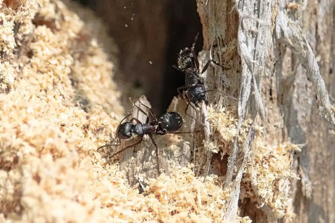 The Best Way To Get Rid Of Carpenter Ants In An Rv Camperology