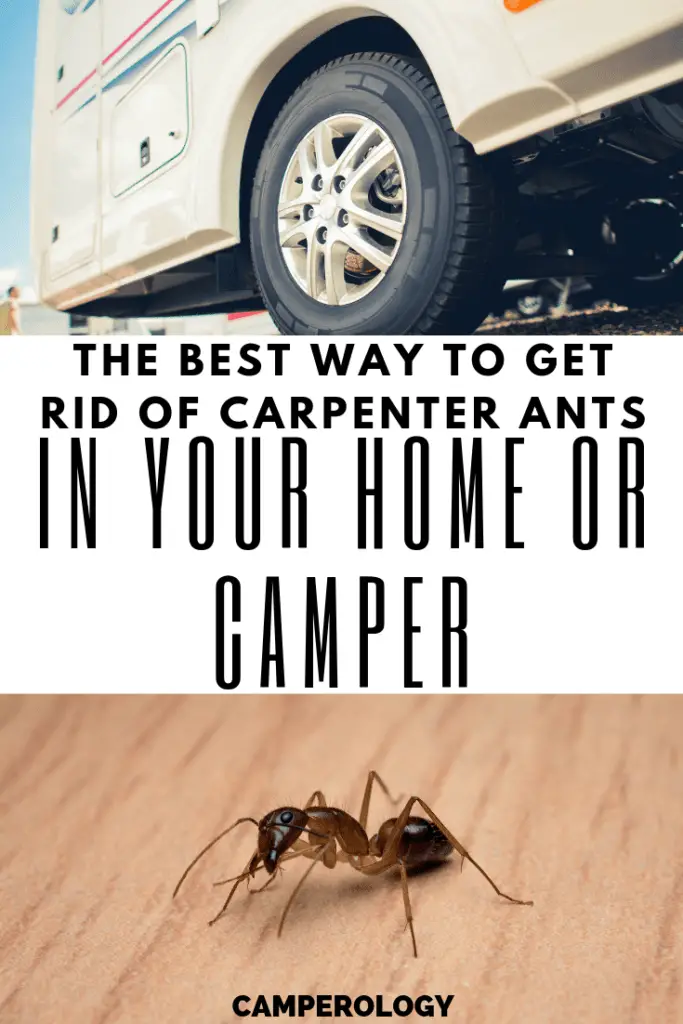 The Best Way to Get Rid of Carpenter Ants in Any Home or Camper. Living in a camper fulltime | Full time RV living | Camper living fulltime | Travel trailer living rv life. #rvliving #rvlife #camperology